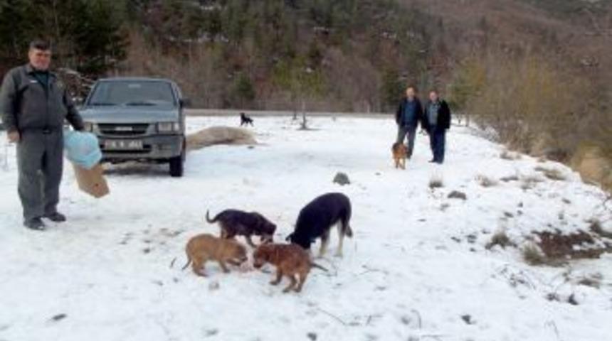 A&ccedil;lıktan yollarda telef olan kuşlar i&ccedil;in yem bırakıldı