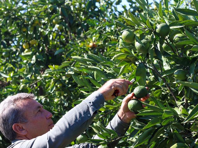 İzmir'de satsuma mandalinanın ihracat yolculuğu başladı