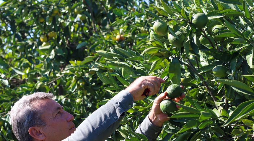 İzmir'de satsuma mandalinanın ihracat yolculuğu başladı
