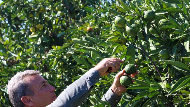 İzmir'de satsuma mandalinanın ihracat yolculuğu başladı