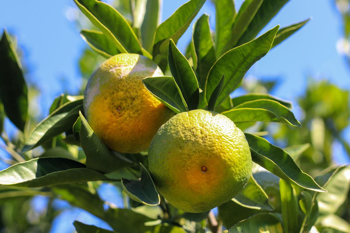 İzmir de satsuma mandalinanın ihracat yolculuğu başladı 3