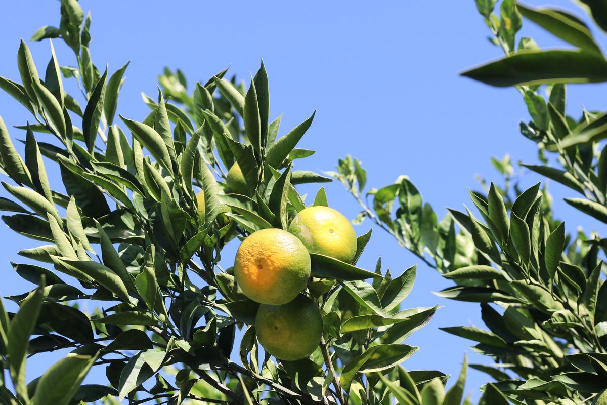 İzmir de satsuma mandalinanın ihracat yolculuğu başladı 4