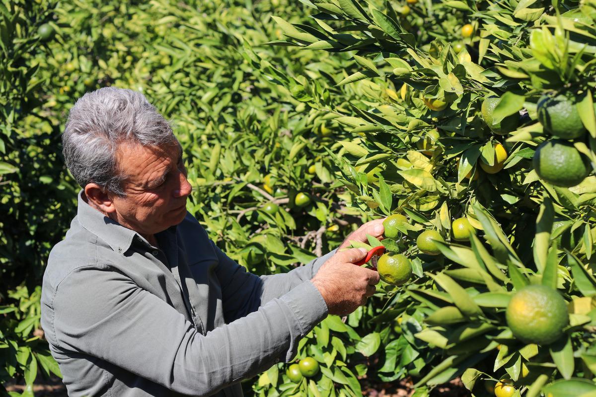 İzmir de satsuma mandalinanın ihracat yolculuğu başladı 5