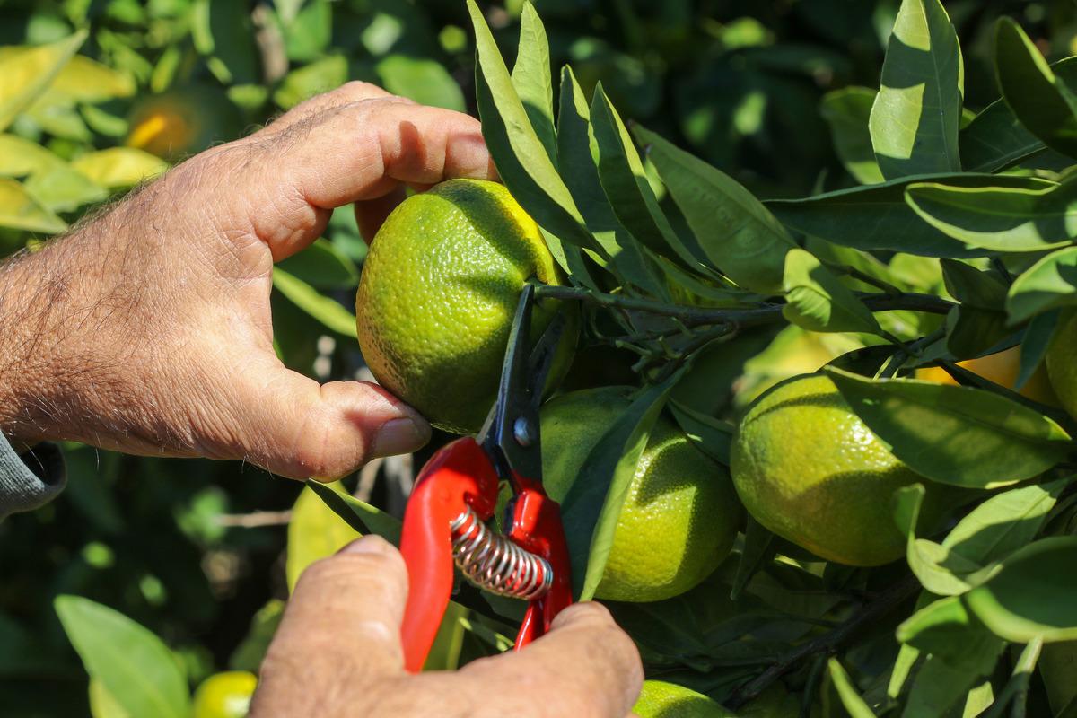 İzmir de satsuma mandalinanın ihracat yolculuğu başladı 2