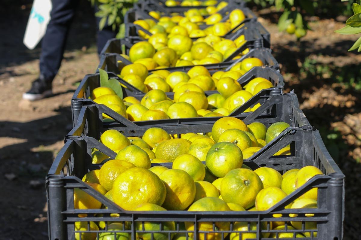 İzmir de satsuma mandalinanın ihracat yolculuğu başladı 1