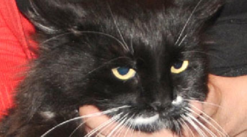 Kedinin bağırsağını kesen veterinere ceza