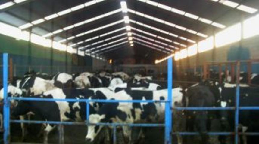 Zengen, hayvancılıkta b&ouml;lgenin cazibe merkezi oldu