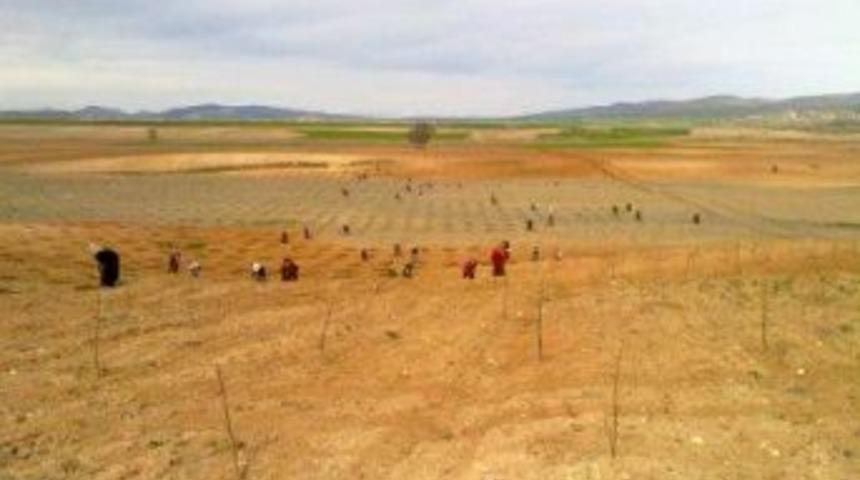 Yozgat İl &Ouml;zel İdaresi, tarımsal faaliyetlere 1,445 milyon lira ayırdı