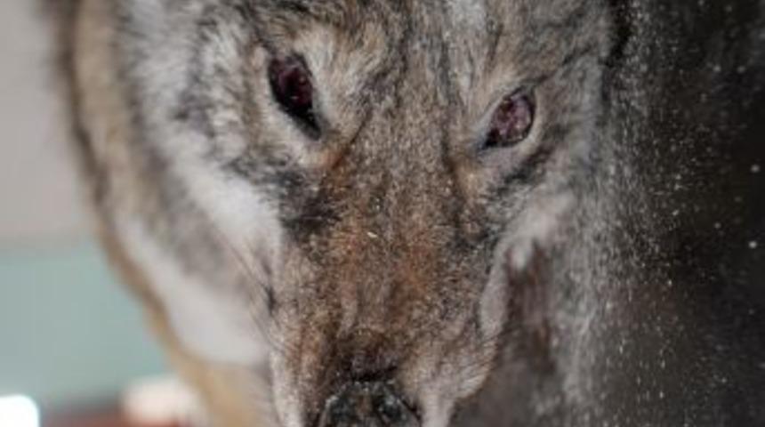 Sarıkamış&rsquo;ta k&ouml;peklere saldıran kurt vuruldu