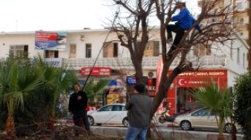 Erdemli&rsquo;de ağa&ccedil;lara kış bakımı