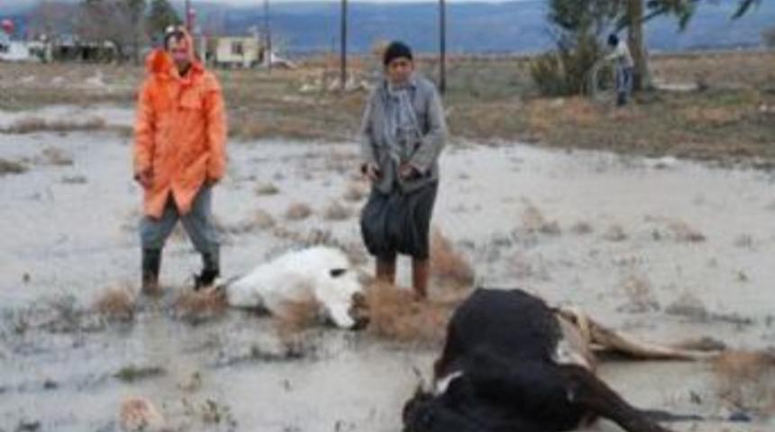 İnekler elektrik akımına kapıldı