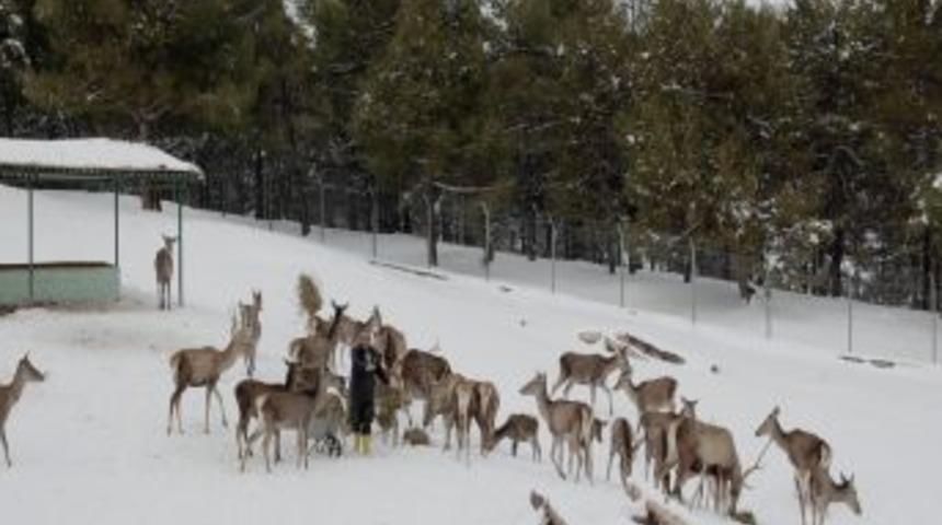 Geyikler, karın altında yonca peşinde koştu