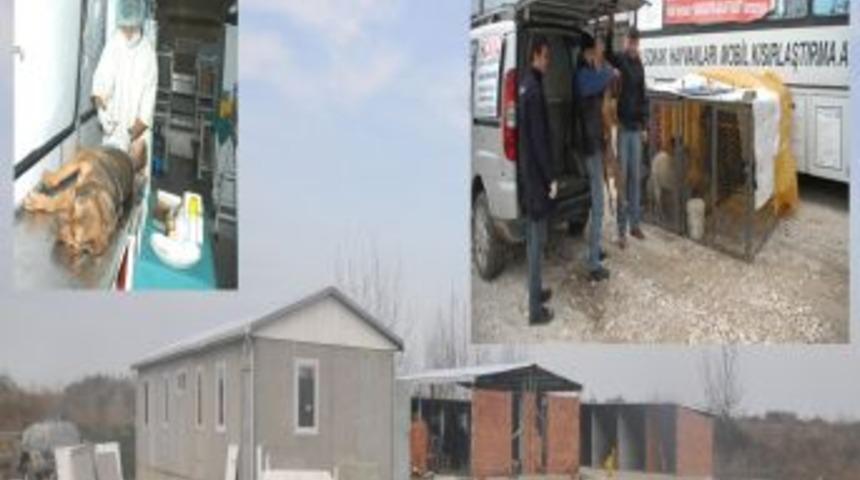 Kemalpaşa Belediyesi: K&ouml;peklerin zehirlenerek, &ouml;ld&uuml;r&uuml;lmesi s&ouml;z konusu değil