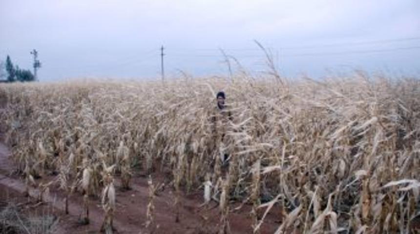 Tarlada kalan mısırı yağış ve don vurdu, &ccedil;ift&ccedil;i mağdur