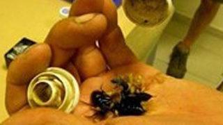 Ülke tarihinin en büyük böcek kaçakçılığı