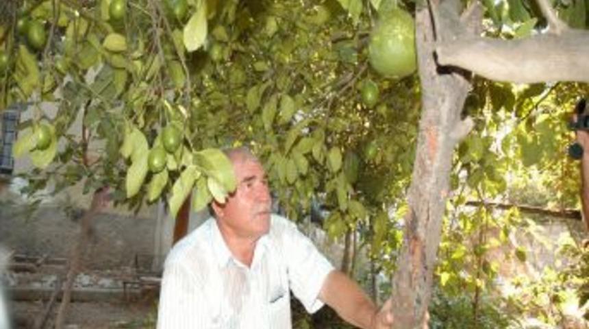 Kadirli&rsquo;de kavun b&uuml;y&uuml;kl&uuml;ğ&uuml;nde limon