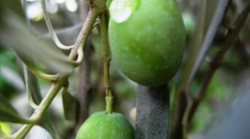 Yağmur Hataylı üreticiye bayram yaşattı