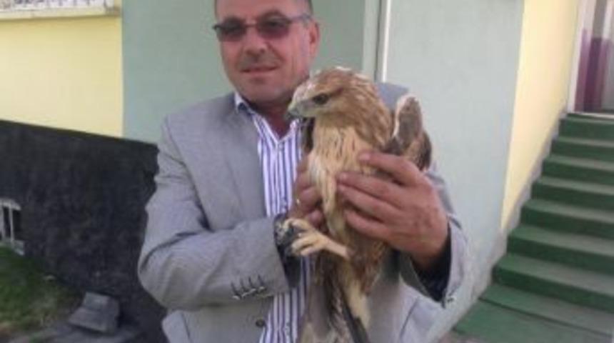 Yaralı kartal tedavi altına alındı