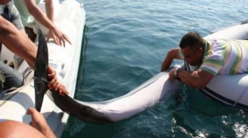 Bodrum&rsquo;da yaralı bulunan yunus kurtarılmadı