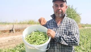 Elle toplamak i&ccedil;in g&uuml;n doğmadan tarlaya gidiyorlar! Kilosu 140 TL