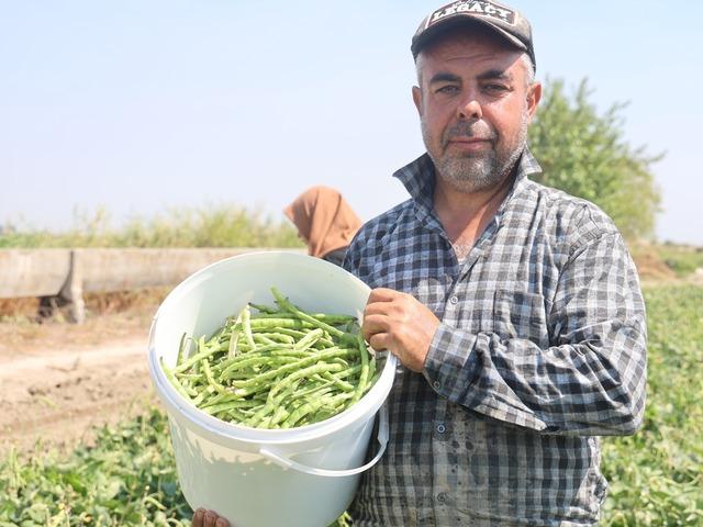 Elle toplamak i&ccedil;in g&uuml;n doğmadan tarlaya gidiyorlar! Kilosu 140 TL