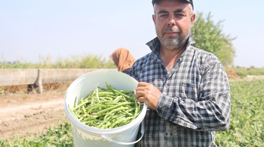 Hatay'da hasat başladı! L&uuml;bye tarlada 50 TL, markette 140 TL