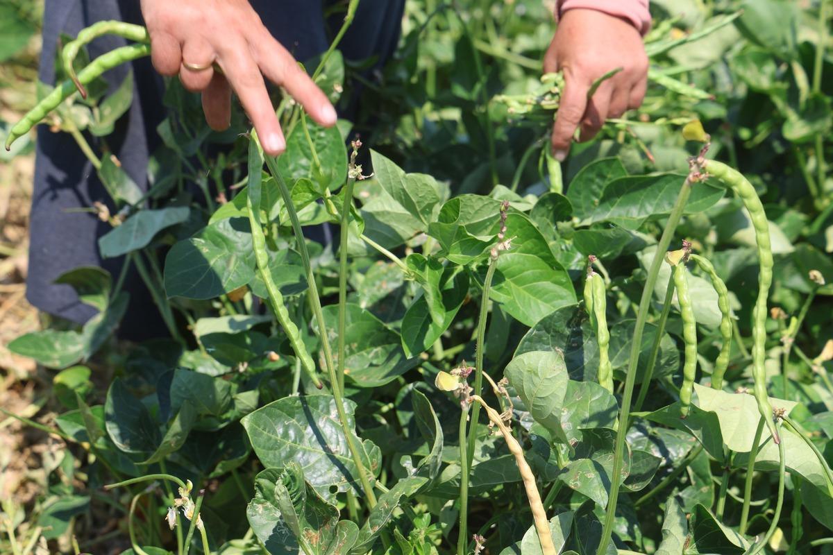 Hatay da hasat başladı! Lübye tarlada 50 TL, markette 140 TL 4