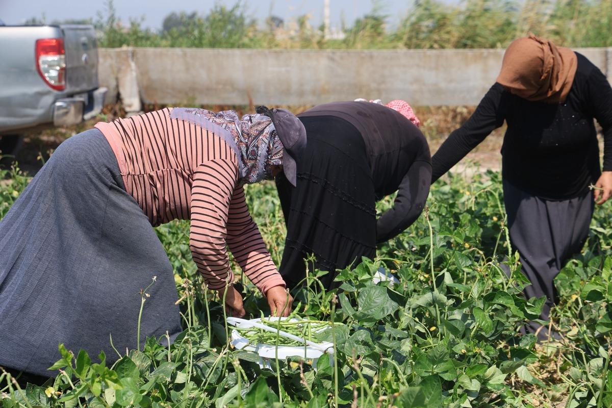 Hatay da hasat başladı! Lübye tarlada 50 TL, markette 140 TL 2