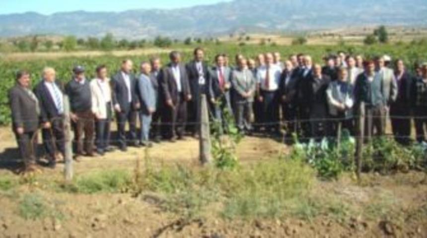 Niksar'da Bağ Bozumu Başladı