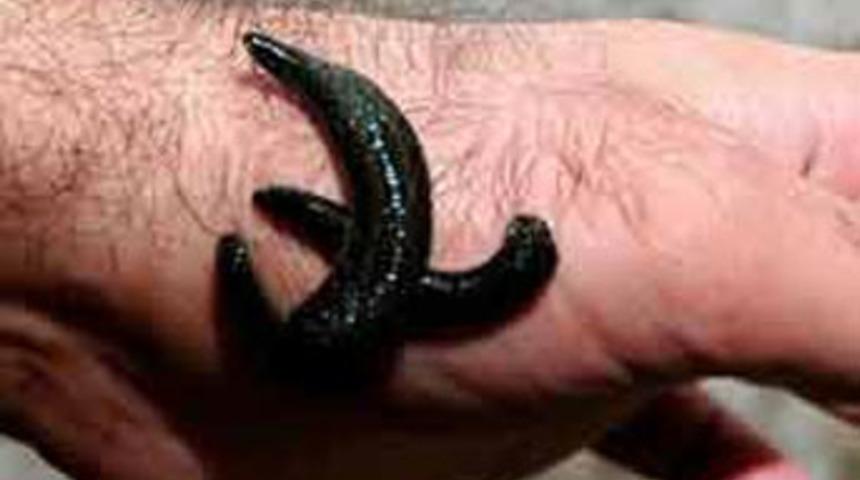 "Doktor s&uuml;l&uuml;klere" yurt dışından b&uuml;y&uuml;k talep