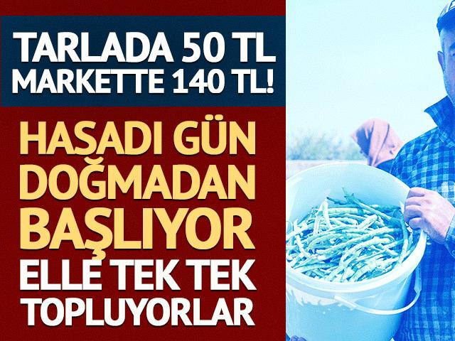 Elle toplamak i&ccedil;in g&uuml;n doğmadan tarlaya gidiyorlar! Kilosu 140 TL