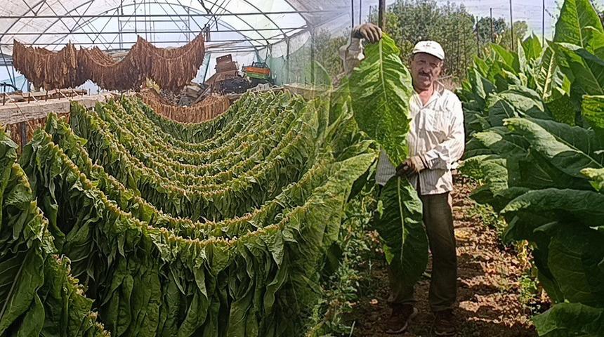 Denemek i&ccedil;in ekildi, bir il&ccedil;enin ge&ccedil;im kapısı oldu! 4-5 bin k&ouml;kten 250 bin TL kazandırıyor