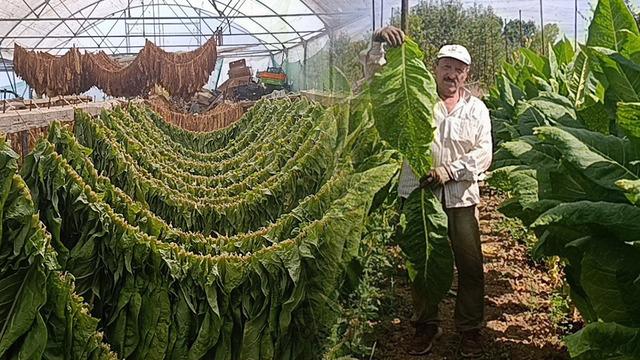 Denemek için ekildi, bir ilçenin geçim kapısı oldu! 4-5 bin kökten 250 bin TL kazandırıyor