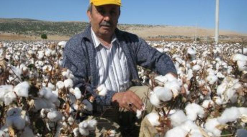 Tarım iş&ccedil;ilerine &ccedil;ağrı: Pamuk toplamak isteyenler bize başvursun