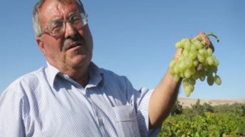 Bağındaki &uuml;z&uuml;mlerin bir kısmını hayrat i&ccedil;in dalında bırakıyor