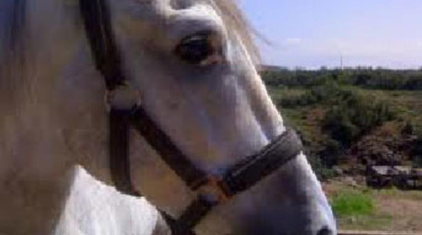 K&uuml;&ccedil;&uuml;k &ccedil;ocuğun penisini kopardı