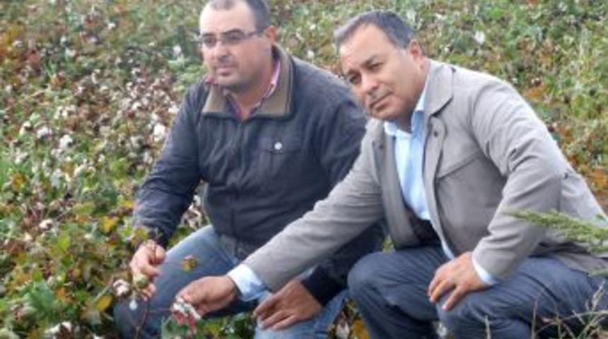 Ege pamuklarını su bastı, zarar 10 milyon lira