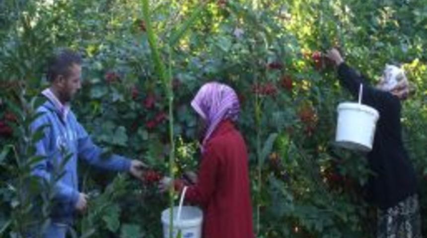 Develi&rsquo;de Girabolu meyvesinin hasadına başlandı