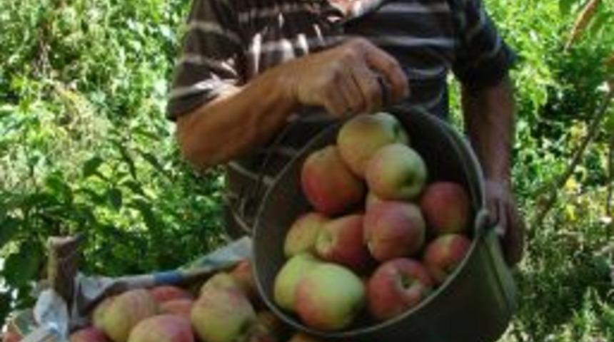 Antalya'da elma kalitesine g&ouml;re 1 ile 1,5 liradan alıcı buluyor