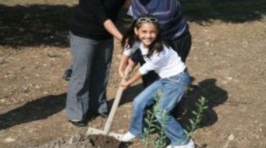 Zeytin hasadı sofralık zeytinin başşehri Akhisar&rsquo;dan başlıyor