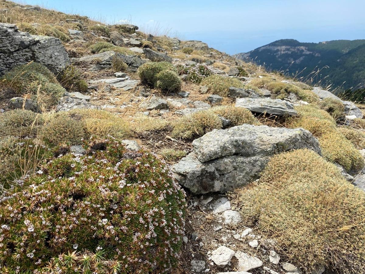 Çanakkale de yeni bir böcek türü bulundu: Kardikeni yle besleniyor! 2