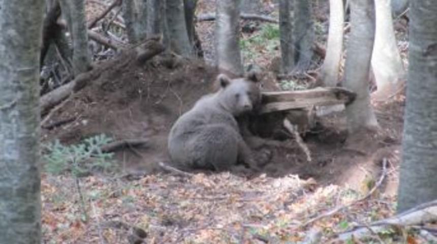 Uludağ eteklerinde tuzağa düşürülen ayı operasyonla kurtarıldı