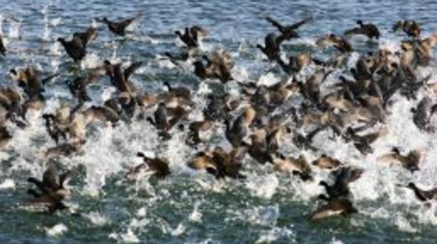 Yaban kuşlarının g&ouml;&ccedil;&uuml; başladı, Sapanca G&ouml;l&uuml; g&ouml;&ccedil;men kuşları ağırlıyor