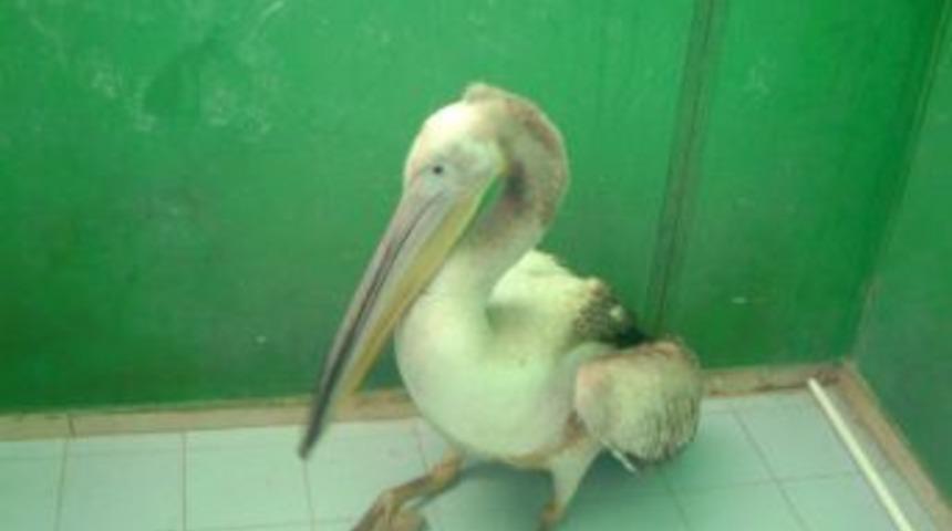 Yaralı pelikan tedavi edildi