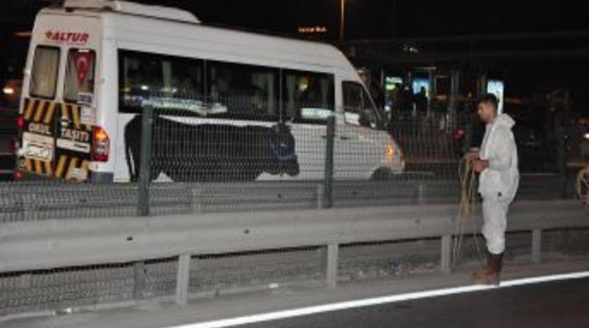 Metrob&uuml;s yolunda kurbanlık boğa operasyonu