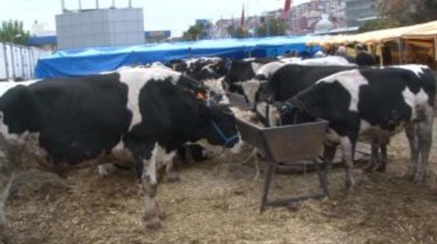 Kurbanlık pazarında haftasonu hareketliliği