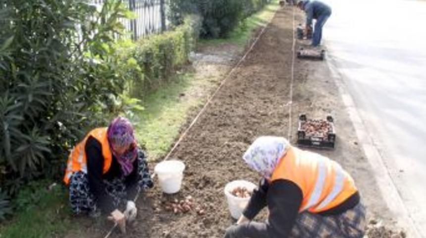Samsun, baharı rengarenk lale ve s&uuml;mb&uuml;lle karşılayacak