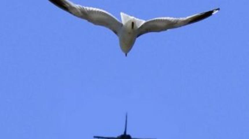 Kuşlar u&ccedil;aklara en &ccedil;ok ABD&rsquo;de &ccedil;arpıyor