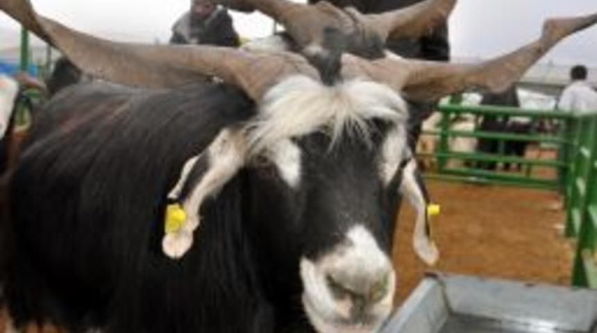 Kurban pazarında hareketlilik başladı