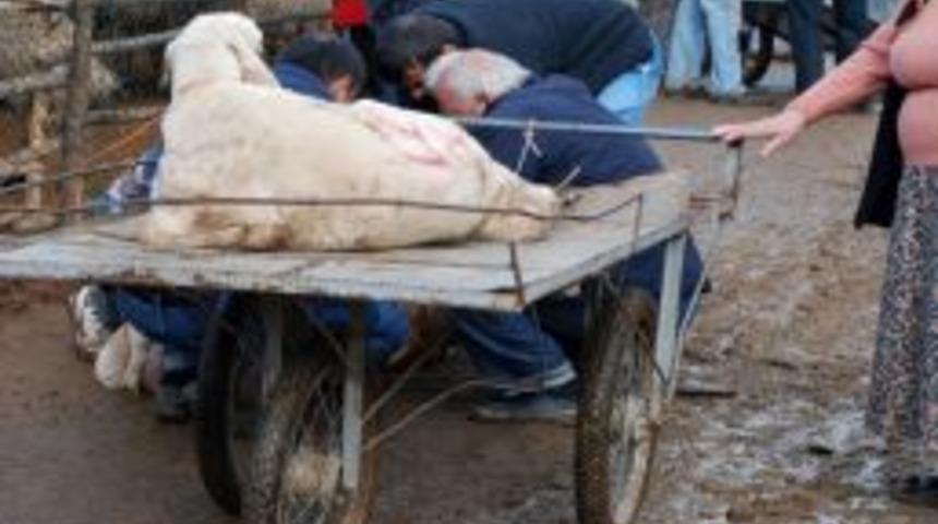 Kurban pazarı bataklığa döndü